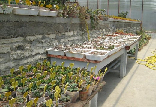 Ботанический сад в Балчике (Болгария) 2008 (1766 відвідувань) Фото Галина Радкова (Варна, Болгария)
Ботанический сад в Балчике (Болгария) 2008