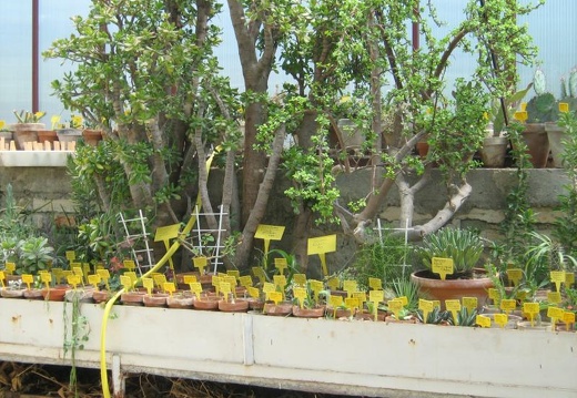 Ботанический сад в Балчике (Болгария) 2008 (1745 відвідувань) Фото Галина Радкова (Варна, Болгария)
Ботанический сад в Балчике (Болгария) 2008