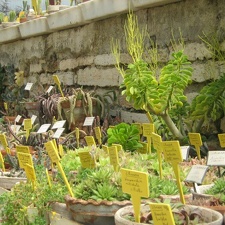 Ботанический сад в Балчике (Болгария) 2008 (1907 відвідувань) Фото Галина Радкова (Варна, Болгария)
Ботанический сад в Балчике (Болгария) 2008
