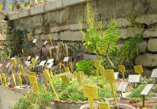 Ботанический сад в Балчике (Болгария) 2008 (1907 відвідувань) Фото Галина Радкова (Варна, Болгария)
Ботанический сад в Балчике (Болгария) 2008