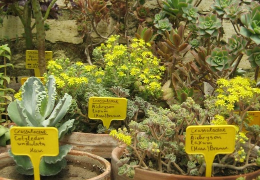 Ботанический сад в Балчике (Болгария) 2008 (1841 відвідувань) Фото Галина Радкова (Варна, Болгария)
Ботанический сад в Балчике (Болгария) 2008