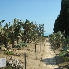 Ботанический сад в Балчике (Болгария) 2008 (1783 відвідувань) Фото Галина Радкова (Варна, Болгария)
Ботанический сад в Балчике (Болгария) 2008