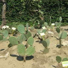 Ботанический сад в Балчике (Болгария) 2008 (1822 відвідувань) Фото Галина Радкова (Варна, Болгария)
Ботанический сад в Балчике (Болгария) 2008
