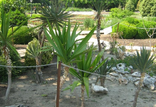 Ботанический сад в Балчике (Болгария) 2008 (1816 відвідувань) Фото Галина Радкова (Варна, Болгария)
Ботанический сад в Балчике (Болгария) 2008
