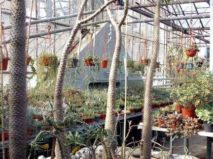 Ботанический сад им. акад. А.В.Фомина Киевского Национального Университета (1836 відвідувань) Фото Ивановой Елены (Киев). Март 2008
Ботанический сад им. акад. А.В.Фомина Киевского Национального Университета