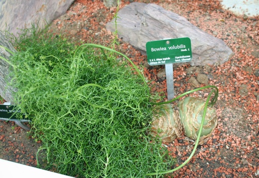 Bowiea volubilis
