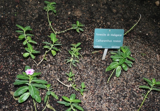 Catharanthus roseus