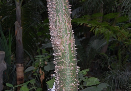 Ceiba pentandra (1650 відвідувань) Ceiba pentandra
