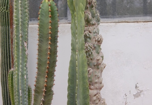 Cereus fernambucensis (1674 відвідувань) Cereus fernambucensis