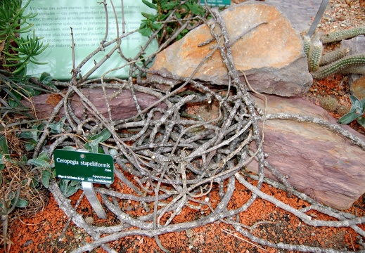 Ceropegia stapelliiformis (1706 відвідувань) Ceropegia stapelliiformis