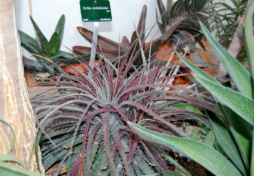 Dyckia encholirioides (1465 відвідувань) Dyckia encholirioides