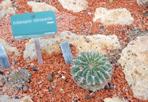 Echinopsis obrepanda (1564 відвідувань) Echinopsis obrepanda