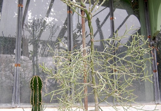 Euphorbia antisyphilitica (1478 відвідувань) Euphorbia antisyphilitica