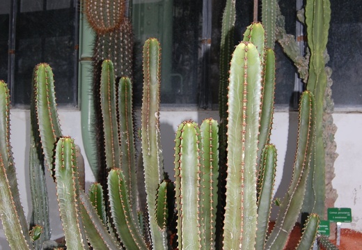 Euphorbia canariensis (1422 відвідувань) Euphorbia canariensis