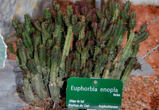 Euphorbia enopla (1791 відвідувань) Euphorbia enopla