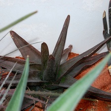 Gasteria sp (1737 відвідувань) Gasteria sp