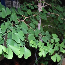 Ginkgo biloba (1470 відвідувань) Ginkgo biloba