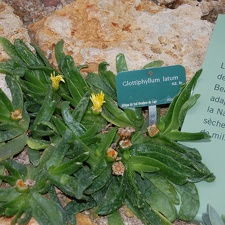 Glotiiphyllum latum (1567 відвідувань) Glotiiphyllum latum
