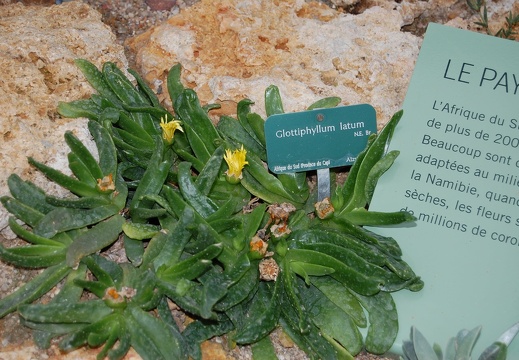 Glotiiphyllum latum (1565 відвідувань) Glotiiphyllum latum