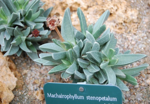 Machairophyllum stenopetalum (1492 відвідувань) Machairophyllum stenopetalum