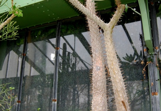 Pachypodium lamerei (1844 відвідувань) Pachypodium lamerei