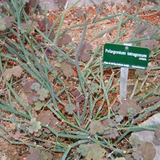Pelargonium tetragonum (1572 відвідувань) Pelargonium tetragonum