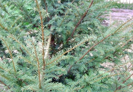 Taxus baccata (1541 відвідувань) Taxus baccata