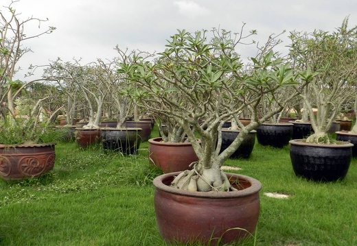 Ботанический сад "Nong-Nooch" (2261 відвідувань) Adenium obesum
Фото Петра Лапшина (Москва, РФ), 2013 Ботанический сад "Nong-Nooch"
