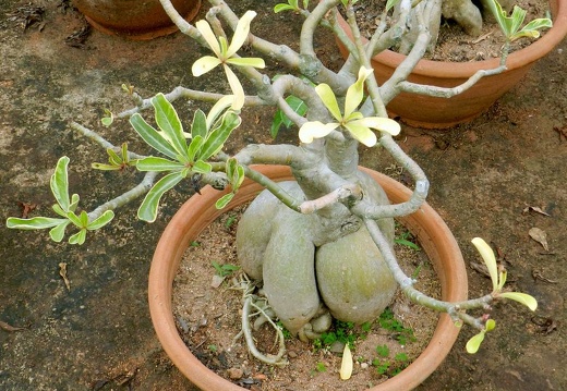 Ботанический сад "Nong-Nooch" (2435 відвідувань) Adenium obesum f.variegata
Фото Петра Лапшина (Москва, РФ), 2013 Ботанический сад "Nong-Nooch"