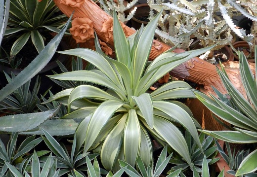 Ботанический сад "Nong-Nooch" (2356 відвідувань) Agave desmetiana f.variegata
Фото Петра Лапшина (Москва, РФ), 2013 Ботанический сад "Nong-Nooch"