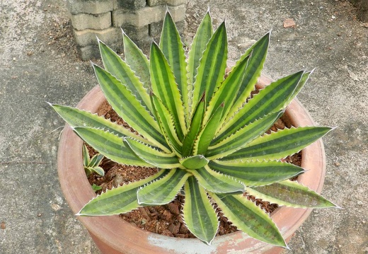 Ботанический сад "Nong Nooch" (2343 відвідувань) Agave lophantha f. variegata
Фото Петра Лапшина (Москва, РФ), 2013 Ботанический сад "Nong Nooch"