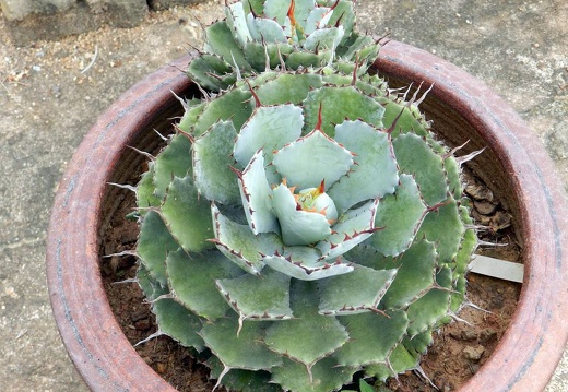 Ботанический сад "Nong Nooch" (2428 відвідувань) Agave potatorum
Фото Петра Лапшина (Москва, РФ), 2013 Ботанический сад "Nong Nooch"