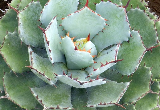 Ботанический сад "Nong Nooch" (2525 відвідувань) Agave potatorum
Фото Петра Лапшина (Москва, РФ), 2013 Ботанический сад "Nong Nooch"