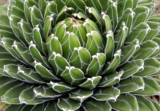 Ботанический сад "Nong Nooch" (2409 відвідувань) Agave victoriae-reginae
Фото Петра Лапшина (Москва, РФ), 2013 Ботанический сад "Nong Nooch"