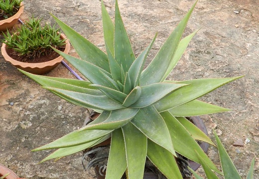 Ботанический сад "Nong Nooch" (2855 відвідувань) Aloe
Фото Петра Лапшина (Москва, РФ), 2013 Ботанический сад "Nong Nooch"