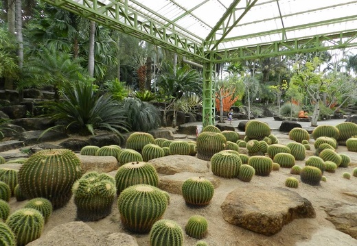 Ботанический сад "Nong Nooch" (2384 відвідувань) Echinocactus grusonii
Фото Петра Лапшина (Москва, РФ), 2013 Ботанический сад "Nong Nooch"