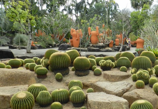 Ботанический сад "Nong Nooch" (2421 відвідувань) Echinocactus grusonii
Фото Петра Лапшина (Москва, РФ), 2013 Ботанический сад "Nong Nooch"
