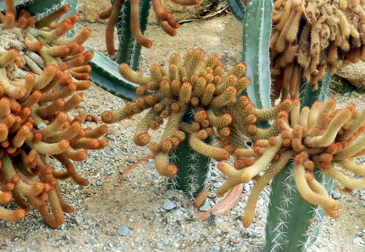 Ботанический сад "Nong Nooch" (2392 відвідувань) Mammillaria elongata (привитая форма)
Фото Петра Лапшина (Москва... Ботанический сад "Nong Nooch"