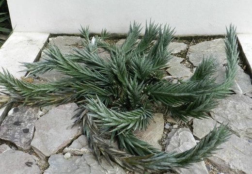 Sansevieria francisii (1851 відвідувань) Sansevieria francisii