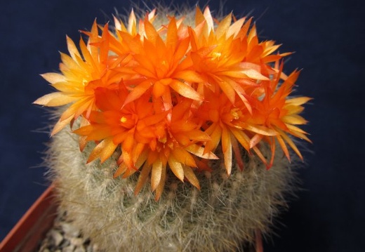 Brasilicactus haselbergii DA FG (2018 відвідувань) Brasilicactus haselbergii DA FG