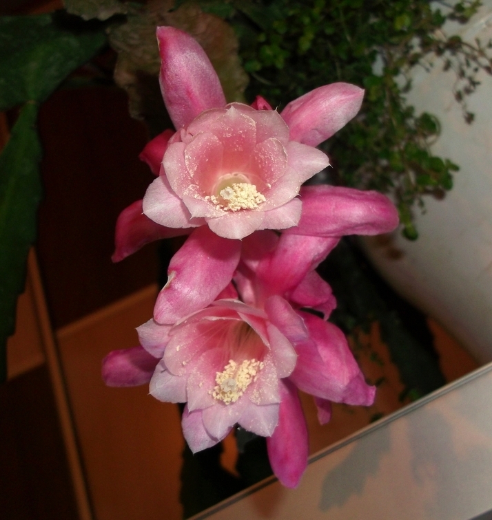 Epiphyllum  Deutsche Kaiserin  