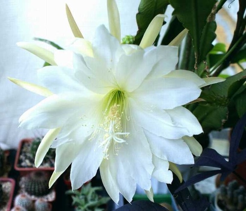Epiphyllum sp   