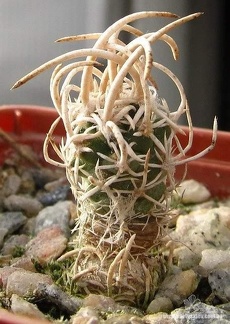 Navajoa  Pediocactus  fickeisenii