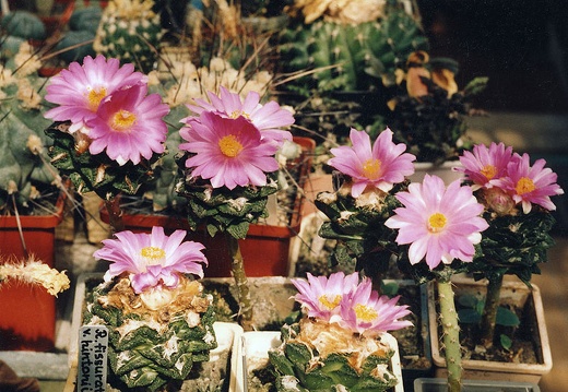 Ariocarpus fissuratus v. hintonii (4180 відвідувань) Фото и растение Александра и Сергея Червинко (Винница) Ariocarpus fissuratus v. hintonii