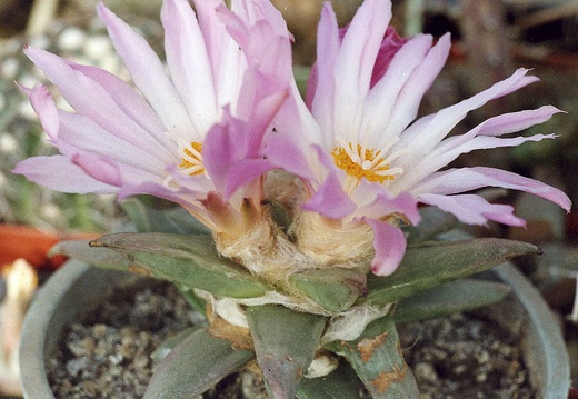 Ariocarpus retusus f. San Rafael (3164 відвідувань) Фото и растение Александра и Сергея Червинко (Винница) Ariocarpus retusus f. San Rafael