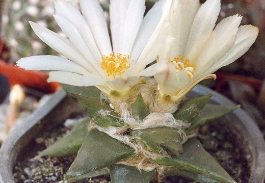 Ariocarpus trigonus (2902 відвідувань) Фото и растение Александра и Сергея Червинко (Винница) Ariocarpus trigonus