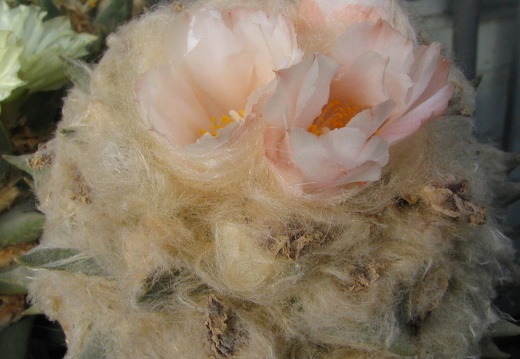 ariocarpus furfuraceus (1813 відвідувань) ariocarpus furfuraceus