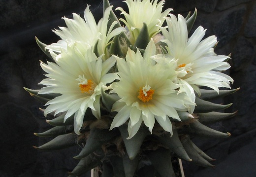 ariocarpus trigonus 6 (1829 відвідувань) ariocarpus trigonus 6