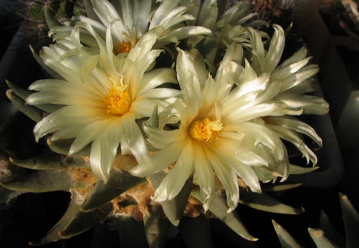 ariocarpus trigonus 9 (1971 відвідувань) ariocarpus trigonus 9