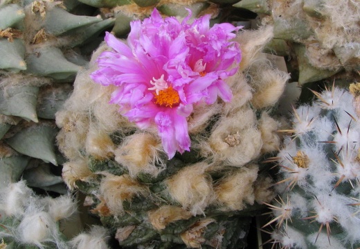 roseocactus fissuratus 1 (2002 відвідувань) roseocactus fissuratus 1